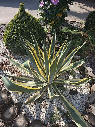 фитиль для свечи: Агава американская вариегатная (Agave americana ‘Variegata’) - — 3