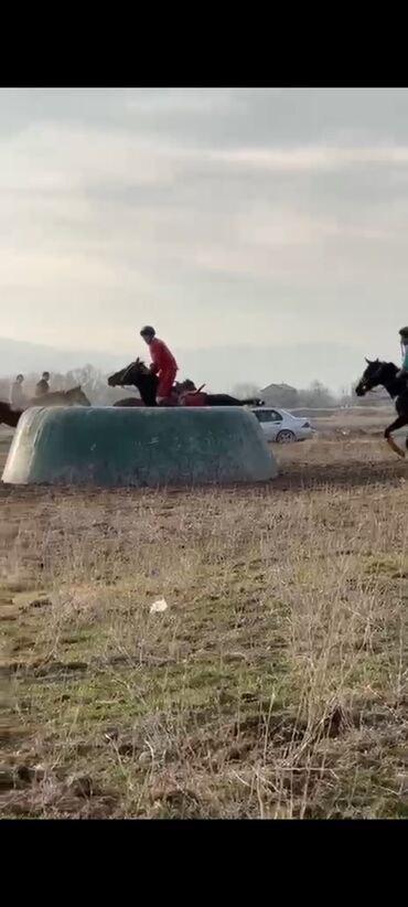 Лошади, кони: Продаю | Конь (самец) | Конный спорт — 4