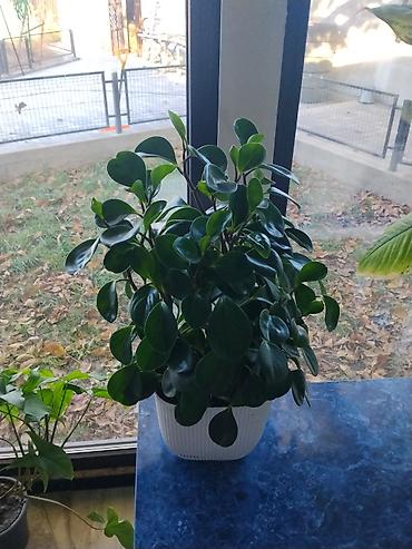 семис кой: Пеперомия туполистная (Peperomia obtusifolia) в декоративном кашпо. - — 1