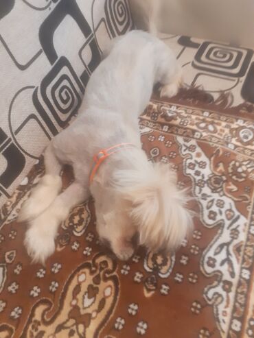 İtlər: Pekines, 1 il, Erkek, Peyvəndli, Ünvandan götürmə
