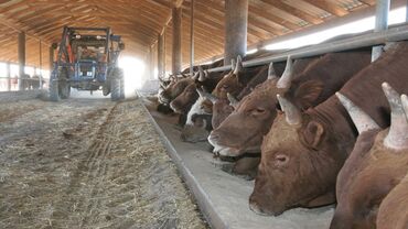 Вакансии: Требуеться скотник за уходом бычков малчы керек жашаган жер бар