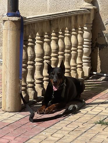 i̇tlər doberman: Doberman, Erkək, Cütləşmə üçün — 3