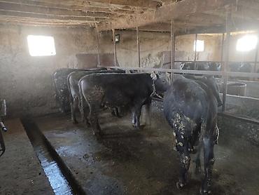 Коровы, быки: Продаю | Бык (самец) | На откорм — 1