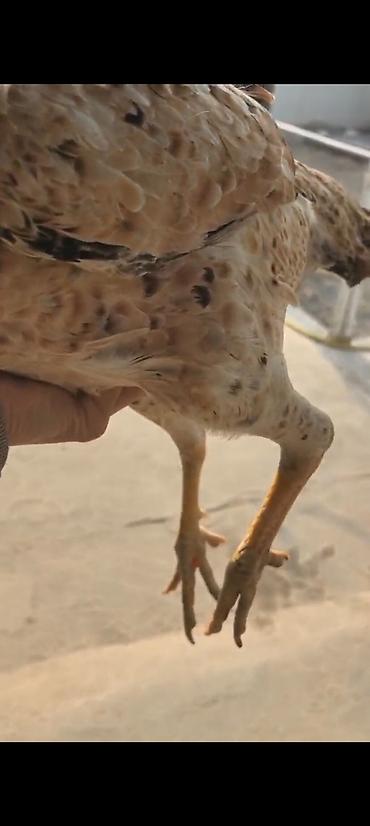 Куры, петухи: Продаю | Куры | Бойцовая | Для разведения — 2