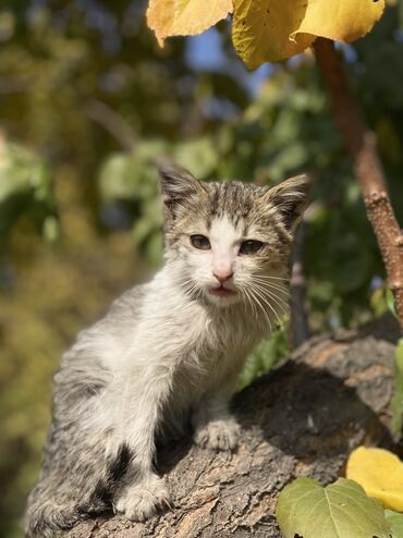 коровы животные: Мышык бекер берилет: Породасыз, 3 айлык, Эркек, Лотокко барууга үйрөтүлгөн, Курттардан тазаланган, Эмделген