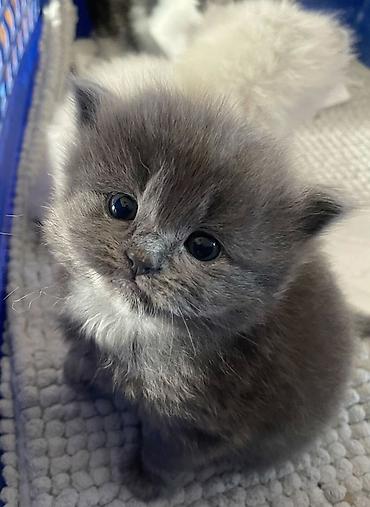 котята в баку бесплатно: Британская — 2