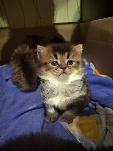 Pişiklər: Britan, Yaxşı əllərə — 6