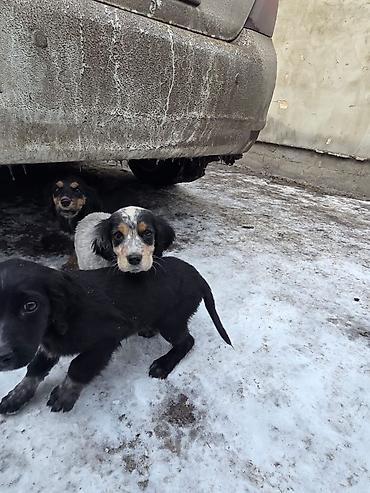 Продажа собак: Щенки спаниеля - Помет от породистой мамы-спаниеля (на фото рядом с — 9