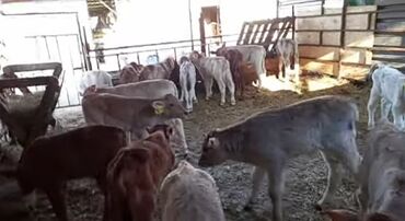 кармушки для коров: Продаю | Музоо, торпок | Алатауская | На забой, Для молока