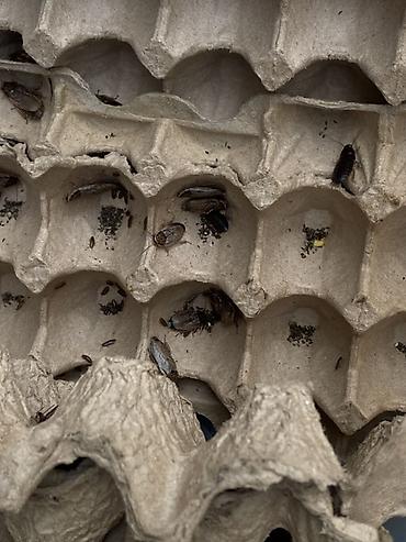 мучные черви: Тараканы мраморные (Nauphoeta cinerea) — кормовые насекомые Подходят — 2