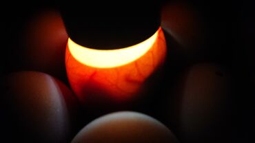 Xoruzlar: Xoruz, Heyratı, il: 1, Ünvandan götürmə — 21