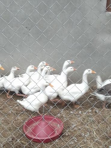 yerli ordək: Linda qazlarıPekin ordeyleri 20m Pekin ordeyi,25 m Linda qazlari — 4