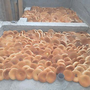 Продукты питания: Лепешка корм сатылат — 2