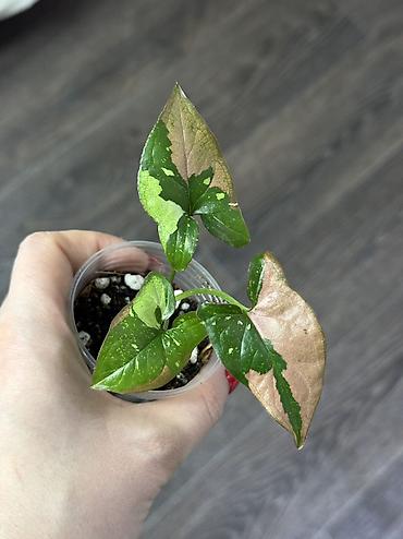 Другие комнатные растения: Добрый день! В продаже комнатные растения: Сингониумы - конфетти — 21