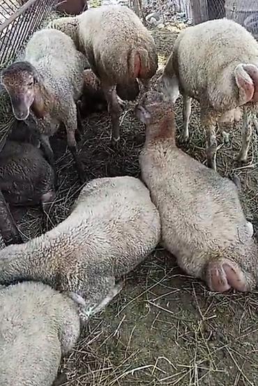 qoyun yanıbala: Satlıq qoyun sürüsü. Şəkillərdə müxtəlif rəng çalarlarında, əsasən — 2