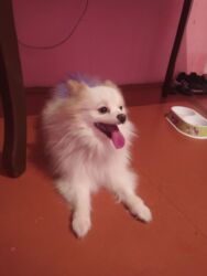 it wekilleri: Şpitz lalafo.az -da it wekilleri: Şpitz