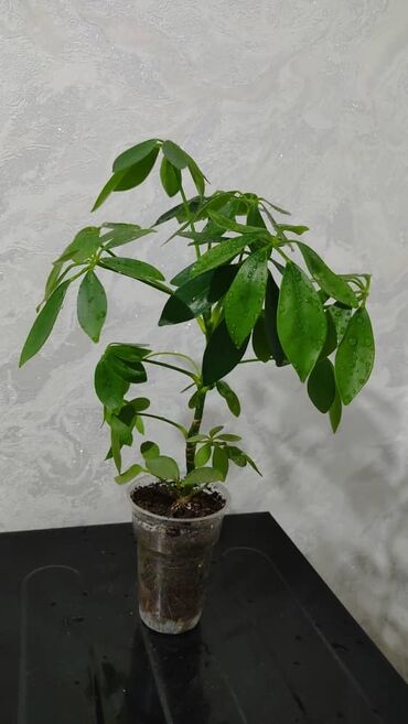 Другие комнатные растения: Продаю цветы — 16