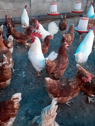 витамины для кур: Продаю | Цыплята | Несушки