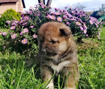 Životinje: Shiba Inu, muški štenci Na prodaju prelepi štenci rase Šiba Inu