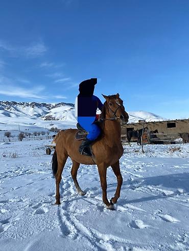 Лошади, кони: Продаю | Жеребец | Полукровка | Рабочий | Осеменитель at lalafo.kg — 10 Лошади, кони: Продаю | Жеребец | Полукровка | Рабочий | Осеменитель — 10