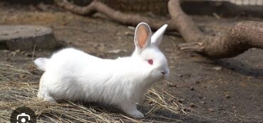 Грызуны: Продаю кролика 700 сом