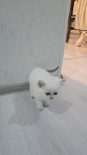 Pişiklər: Britan, Erkək, Dişi, Yaxşı əllərə, Ünvandan götürmə, Ödənişli çatdırılma — 4