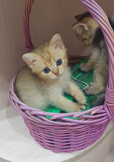 персидский кот: Шотландская, Самец, Самка, В добрые руки, Самовывоз