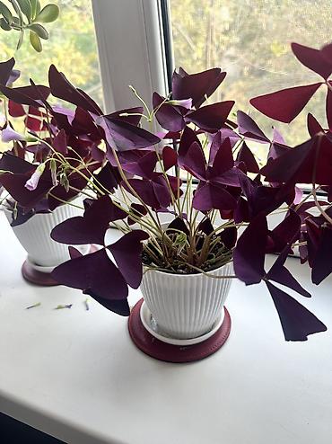 эписция купить: Оксалис треугольный (Oxalis triangularis), фиолетовый — 2