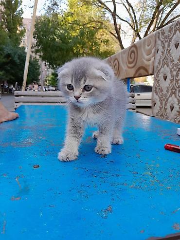 pulsuz video cat: Satilan balalarin satilmasina komek edirik. Balalarin wekil videosunu — 1