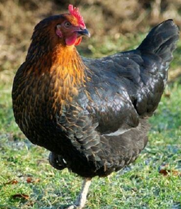 İtlər: Toyuq, Yumurtalıq, Ünvandan götürmə, Ödənişli çatdırılma