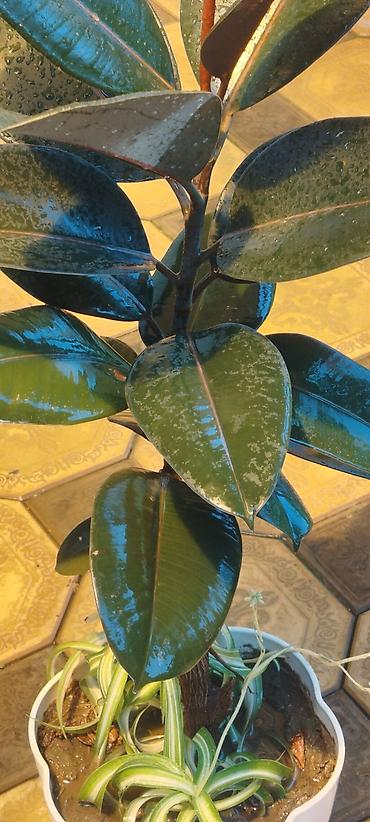 алое вера: Эуфорбия Милла (Euphorbia milii, «терновый венец») в горшке. - — 8
