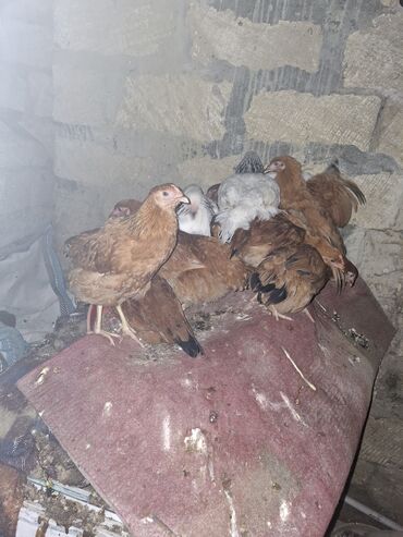 приют для животных в баку адрес: 4 ayin icinde super kend cuceleri ta saglam qarantili yumurtaliqdi