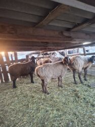 продажа баранов в бишкеке: Сатам | Ургаачы кой (ургаачы) | Гиссар, Арашан | Союуга, Көбөйтүү үчүн | Ургаачы