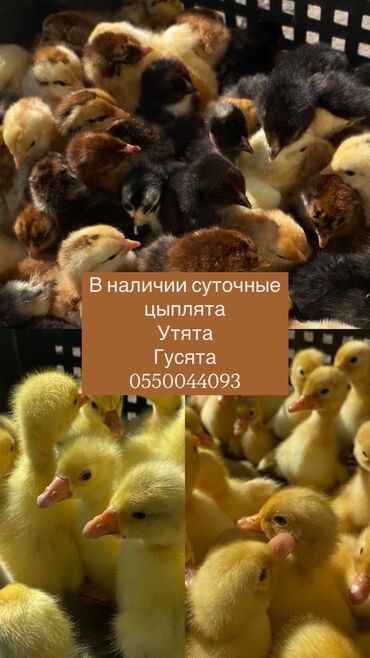 на ферме есть куры козлы и коровы: В наличии суточные цыплята 
Гусята утята