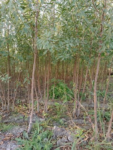 Tinglər: Her sor tinglermiz movcuddur yerli və xarici sortlar var sortlara — 9