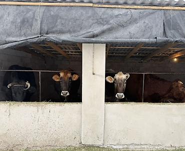 Коровы, быки: Продаю | Корова (самка) | Полукровка | Для молока | Привязанные — 2