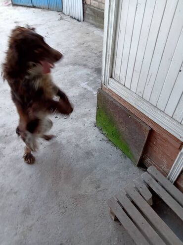 охотичий собака спаниель: Продам собаку, русский спаниель, девочка, 2 года