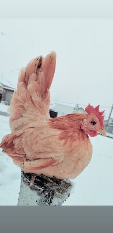 Куры, петухи: Продаю | Куры, Петух — 4