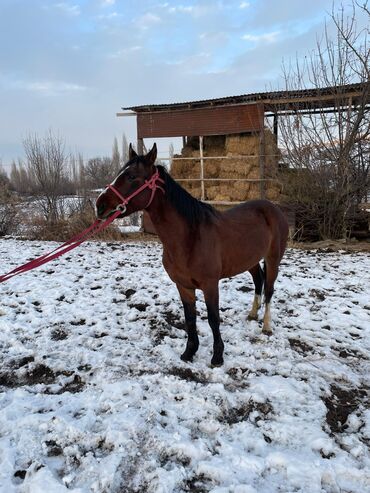 Лошади, кони: Продаю | Жеребец | Рабочий — 4