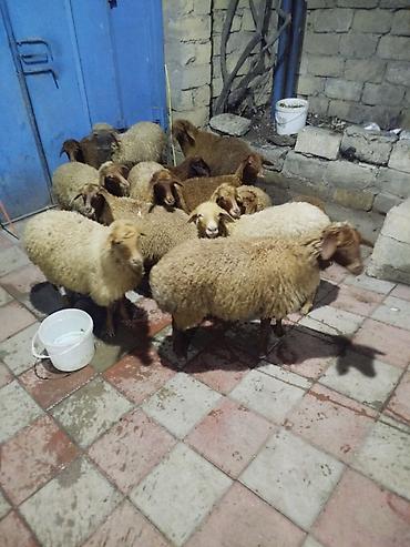qoyun qiymetleri: Qoyun sürüsü – ət və damazlıq üçün - Növ: yerli quyruqlu/yağlı quyruq — 1