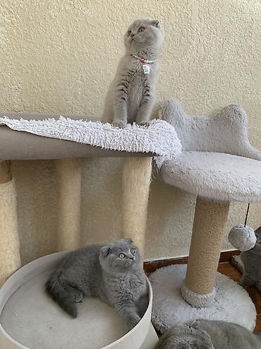 Кошки: Шотландская, Самка, Самец, Самовывоз — 5
