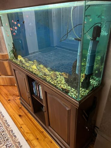 Рыбы: Продаю аквариум ТРИ КИТА около 250-300 литров. В очень хорошем