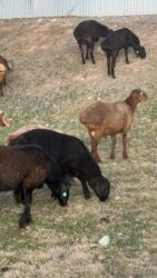 Бараны, овцы: Продаю | Баран (самец) — 9