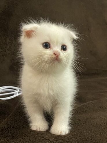 кольчатый попугай цена: Şotland yastı qulaq