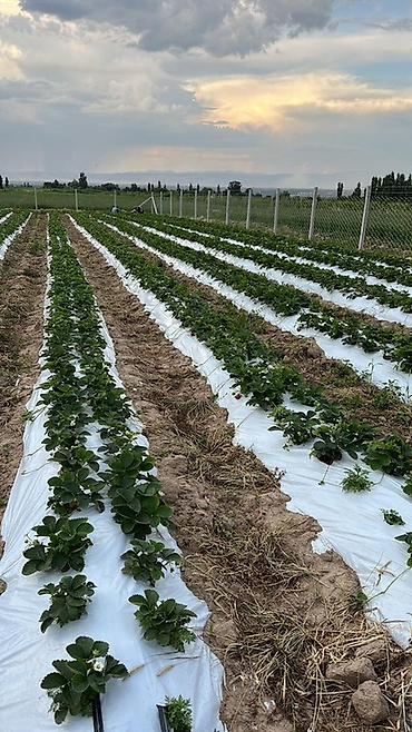 кытай менен бизнес: 215 соток, Айыл чарба үчүн, Сатып алуу-сатуу келишими — 6