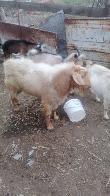 собака бу цена: Keçi 1yaş 1ay