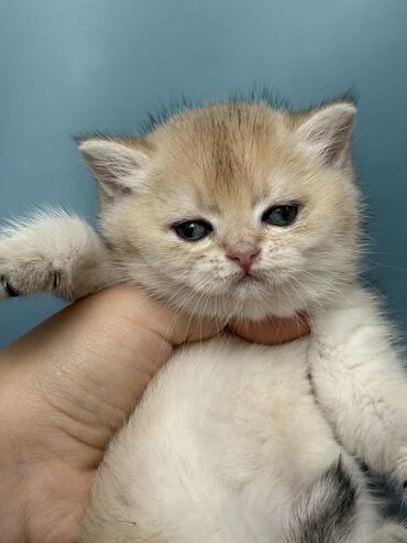 русская дымчатая кошка: Британская короткошёрстная, 1 месяц, Мальчик, Золотая шиншилла, Кастрирована, Приучена к лотку, Проглистована