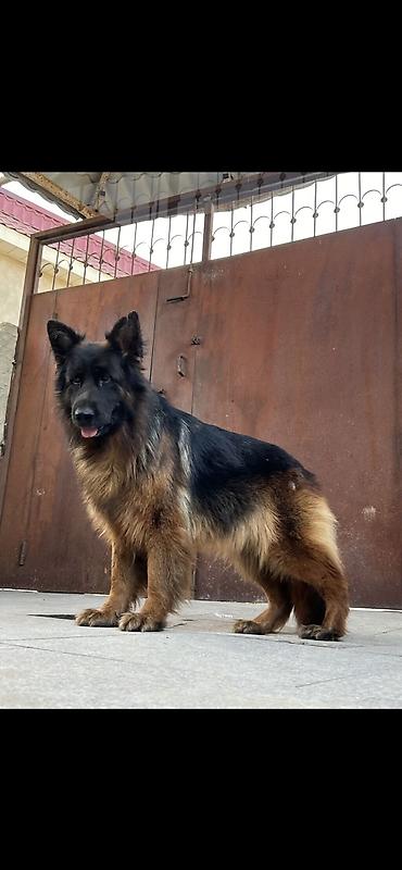 xasqi itler: Alman çoban iti, 8 il, Dişi, Sənədli — 8
