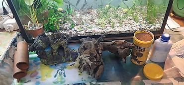 Аквариумы: Аквариумные ампулярии, растения, декорации,коряга,корм. - Стеклянный — 5