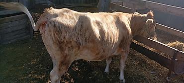 корм цыплят: Продаю | Корова (самка) | На забой | Привязанные — 4